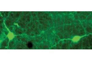 Immunostaining of rabbit retina showing specific labeling of tyrosine hydroxylase in green. (Tyrosine Hydroxylase 抗体)