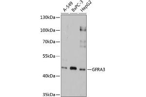 Western blot analysis of extracts of various cell lines, using GFR antibody (ABIN3017059, ABIN3017060, ABIN1679990 and ABIN6219937) at 1:1000 dilution. (GFRA3 抗体  (AA 32-240))