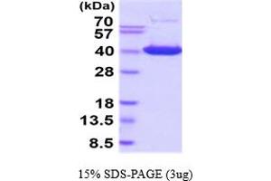 SDS-PAGE (SDS) image for Inositol Monophosphatase Domain Containing 1 (IMPAD1) (AA 34-356) (Active) protein (His tag) (ABIN6387946) (IMPAD1 Protein (AA 34-356) (His tag))