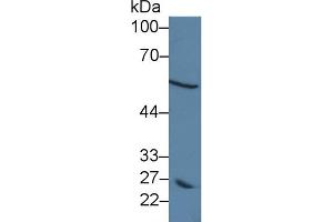 Western Blot; Sample: Human MCF7 cell lysate; Primary Ab: 5µg/ml Rabbit Anti-Human DCT Antibody Second Ab: 0. (DCT 抗体  (AA 28-263))