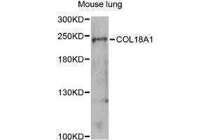 Western blot analysis of extracts of mouse lung, using COL18A1 antibody (ABIN1871945) at 1:1000 dilution. (COL18A1 抗体)