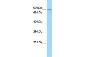 WB Suggested Anti-CEP63 Antibody Titration: 1. (CEP63 抗体  (N-Term))