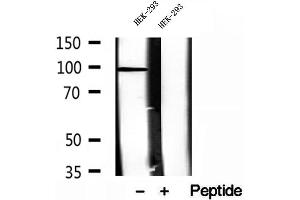 Western blot analysis of extracts of HEK-293 cells, using NSUN2 antibody. (NSUN2 抗体  (Internal Region))