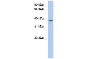 LIX1L antibody used at 1 ug/ml to detect target protein. (LIX1L 抗体)