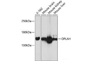 Western blot analysis of extracts of various cell lines using OPLAH Polyclonal Antibody at dilution of 1:3000. (OPLAH 抗体)