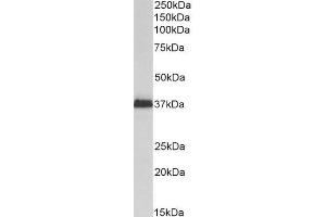 ABIN2613452 (2µg/ml) staining of Kelly lysate (35µg protein in RIPA buffer). (MSI2 抗体  (N-Term))