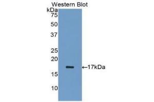 Detection of Recombinant INHA, Human using Polyclonal Antibody to Inhibin Alpha (INHa) (Inhibin alpha 抗体  (AA 233-366))