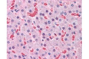 Anti-HBB antibody IHC of human liver. (Hemoglobin Subunit beta 抗体  (AA 38-148))