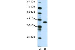 Western Blotting (WB) image for anti-Zinc Finger Protein 396 (ZNF396) antibody (ABIN2461067) (ZNF396 抗体)