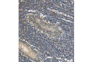IHC analysis of EAPP using anti-EAPP antibody (ABIN7599214). (EAPP 抗体  (AA 1-285))