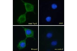 ABIN334519 Immunofluorescence analysis of paraformaldehyde fixed NIH3T3 cells, permeabilized with 0.