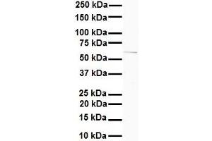 Western Blotting (WB) image for anti-Solute Carrier Family 7 (Cationic Amino Acid Transporter, Y+ System), Member 1 (SLC7A1) (N-Term) antibody (ABIN2781583)