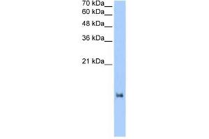 LOC653186 antibody used at 2. (LOC653186 抗体  (N-Term))