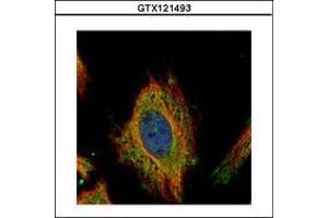 Image no. 2 for anti-Fem-1 Homolog C (FEM1C) (AA 1-228) antibody (ABIN1498244) (FEM1C 抗体  (AA 1-228))