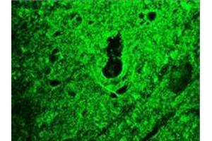 Image no. 1 for anti-Reticulon 1 (RTN1) (AA 338-422) antibody (ABIN959475) (Reticulon 1 抗体  (AA 338-422))