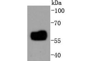 THP-1 cell lysates probed with IRF5 (3F11) Monoclonal Antibody  at 1:1000 overnight at 4˚C. (IRF5 抗体)