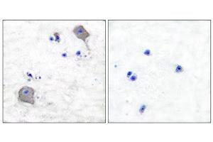 Immunohistochemistry (IHC) image for anti-Claudin 5 (CLDN5) (C-Term) antibody (ABIN1848461) (Claudin 5 抗体  (C-Term))