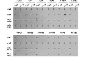 Dot-blot analysis of all sorts of methylation peptides using MonoMethyl-Histone H3-R17 antibody.