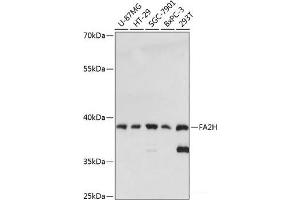 Western blot analysis of extracts of various cell lines using FA2H Polyclonal Antibody at dilution of 1:3000. (FA2H 抗体)