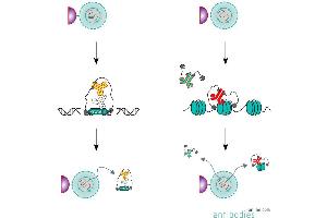 Summary of the CUT&RUN protocol using a primary and secondary antibody (left). (CUT&RUN Pro Sec Set)