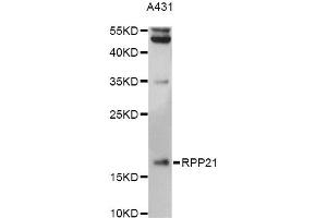 Western blot analysis of extracts of A431 cells, using RPP21 antibody (ABIN6293887) at 1:3000 dilution. (RPP21 抗体)
