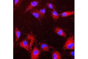 IF analysis of PRDX6 using anti-PRDX6 antibody (ABIN7600102). (Peroxiredoxin 6 抗体  (AA 15-224))