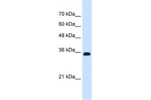 Western Blotting (WB) image for anti-ATPase, Na+/K+ Transporting, beta 1 Polypeptide (ATP1B1) antibody (ABIN2462815) (ATP1B1 抗体)