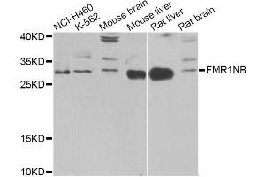 Western blot analysis of extracts of various cell lines, using FMR1NB Antibody (ABIN1876396) at 1:1000 dilution. (FMR1NB 抗体)