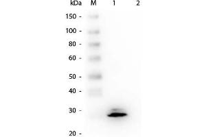 Western Blot of Mouse anti-GSTO1 Monoclonal Antibody. (GSTO1 抗体  (GST tag))
