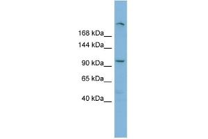 WB Suggested Anti-HERC4 Antibody Titration:  0. (HERC4 抗体  (Middle Region))