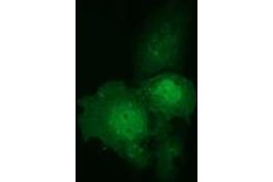 Anti-C9orf41 mouse monoclonal antibody (ABIN2452872) immunofluorescent staining of COS7 cells transiently transfected by pCMV6-ENTRY C9orf41 (RC205116). (C9orf41 抗体)
