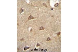 ENTPD3 antibody (C-term) (ABIN654673 and ABIN2844368) immunohistochemistry analysis in formalin fixed and paraffin embedded human brain tissue followed by peroxidase conjugation of the secondary antibody and DAB staining. (ENTPD3 抗体  (C-Term))