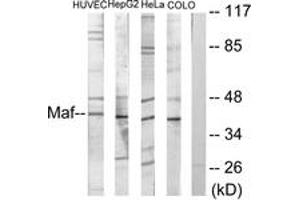Western blot analysis of extracts from HuvEc/HepG2/HeLa/COLO205 cells, using Maf Antibody. (MAF 抗体  (AA 301-350))