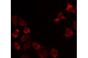 ABIN6274903 staining Hela by IF/ICC. (GCNT7 抗体  (Internal Region))