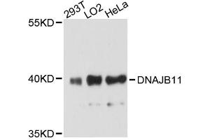 Western blot analysis of extracts of various cell lines, using DNAJB11 antibody. (DNAJB11 抗体)
