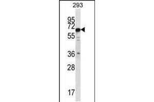 Western blot analysis in 293 cell line lysates (35ug/lane). (PHACTR3 抗体  (N-Term))