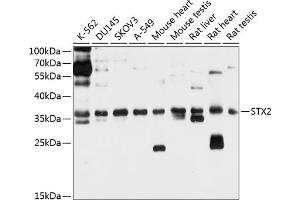 Western blot analysis of extracts of various cell lines, using STX2 antibody (ABIN6129592, ABIN6148663, ABIN6148664 and ABIN6214700) at 1:1000 dilution. (STX2 抗体  (AA 1-264))