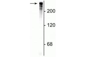 Western blot of rat cortical lysate showing specific immunolabeling of the ~280 kDa MAP2 protein. (MAP2 抗体)