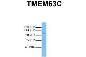 Host:  Rabbit  Target Name:  TMEM63C  Sample Tissue:  Human PANC1  Antibody Dilution:  1. (TMEM63C 抗体  (Middle Region))