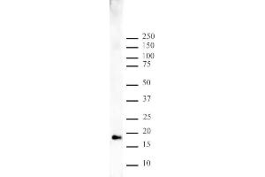 Histone H3 monomethyl Lys9 pAb tested by Western blot. (Histone 3 抗体  (H3K9me))