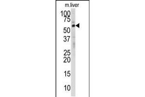 Western blot analysis of anti-DHCR24 Antibody in mouse liver tissue lysates (35ug/lane) (Seladin 1 抗体  (N-Term))