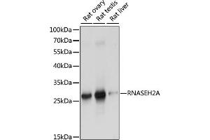 Western blot analysis of extracts of various cell lines, using RNA antibody (ABIN7269981) at 1:1000 dilution. (RNASEH2A 抗体  (AA 1-299))