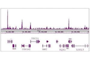 KLF5 antibody (pAb) tested by ChIP-Seq. (KLF5 抗体  (N-Term))
