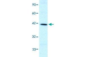 Western Blot analysis of HepG2 cell lysate with FOXF2 polyclonal antibody  at 1 ug/mL working concentration. (FOXF2 抗体  (N-Term))