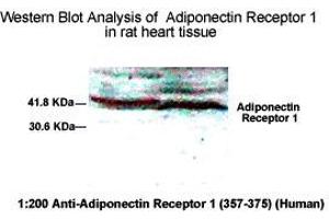 Western Blot Analysis of Adiponecitin Receptor 1 in rat heart tissue. (Adiponectin Receptor 1 抗体  (AA 357-375))