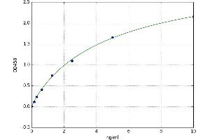 SUMO1 Activating Enzyme Subunit 1 (SAE1) ELISA Kit