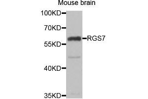 Western blot analysis of extracts of Mouse brain cell line, using RGS7 antibody. (RGS7 抗体)
