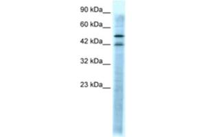 Western Blotting (WB) image for anti-Serotonin Receptor 3A (HTR3A) antibody (ABIN2463753) (Serotonin Receptor 3A 抗体)