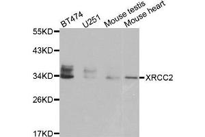 Western blot analysis of extracts of various cell lines, using XRCC2 antibody. (XRCC2 抗体)