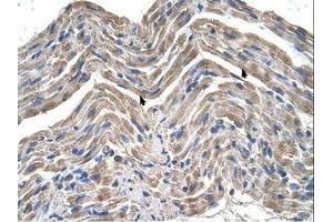Image no. 1 for anti-Neuroplastin (NPTN) (AA 201-250) antibody (ABIN321178) (NPTN 抗体  (AA 201-250))